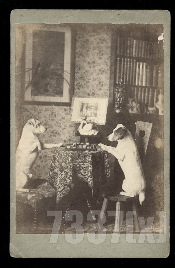 Jack Russell Terrier Dogs Playing Checkers Cabinet Card