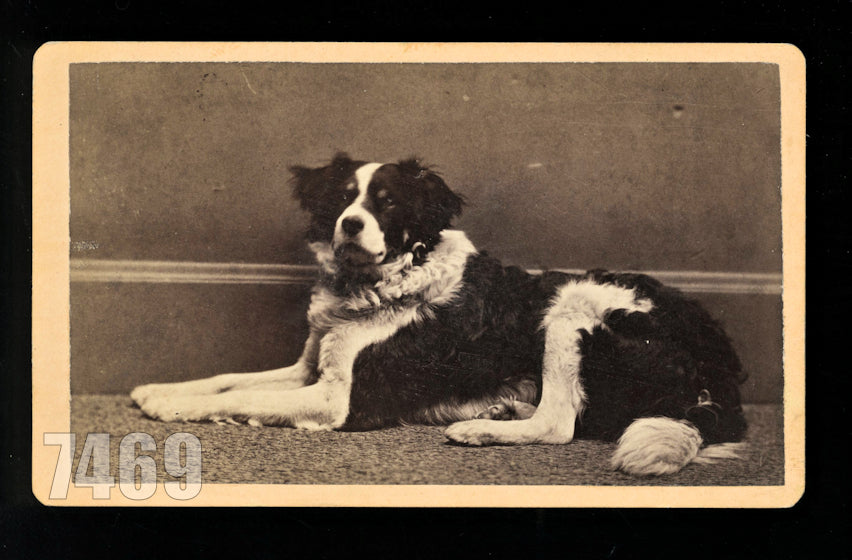 Excellent Antique CDV of an Alert Dog 1800s Photo