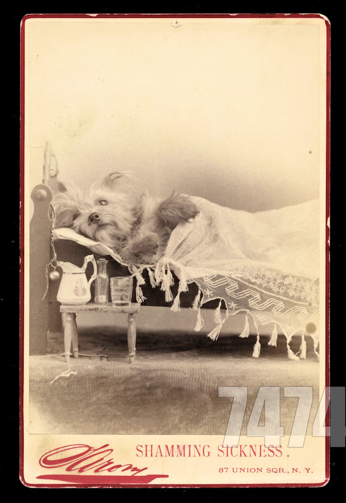 Very Rare Sarony Cabinet Card Dog Playing Sick in Bed