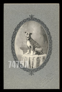 A+ ANTIQUE CABINET PHOTO PIT BULL TERRIER PUPPY WITH STUDDED COLLAR! PITBULL DOG