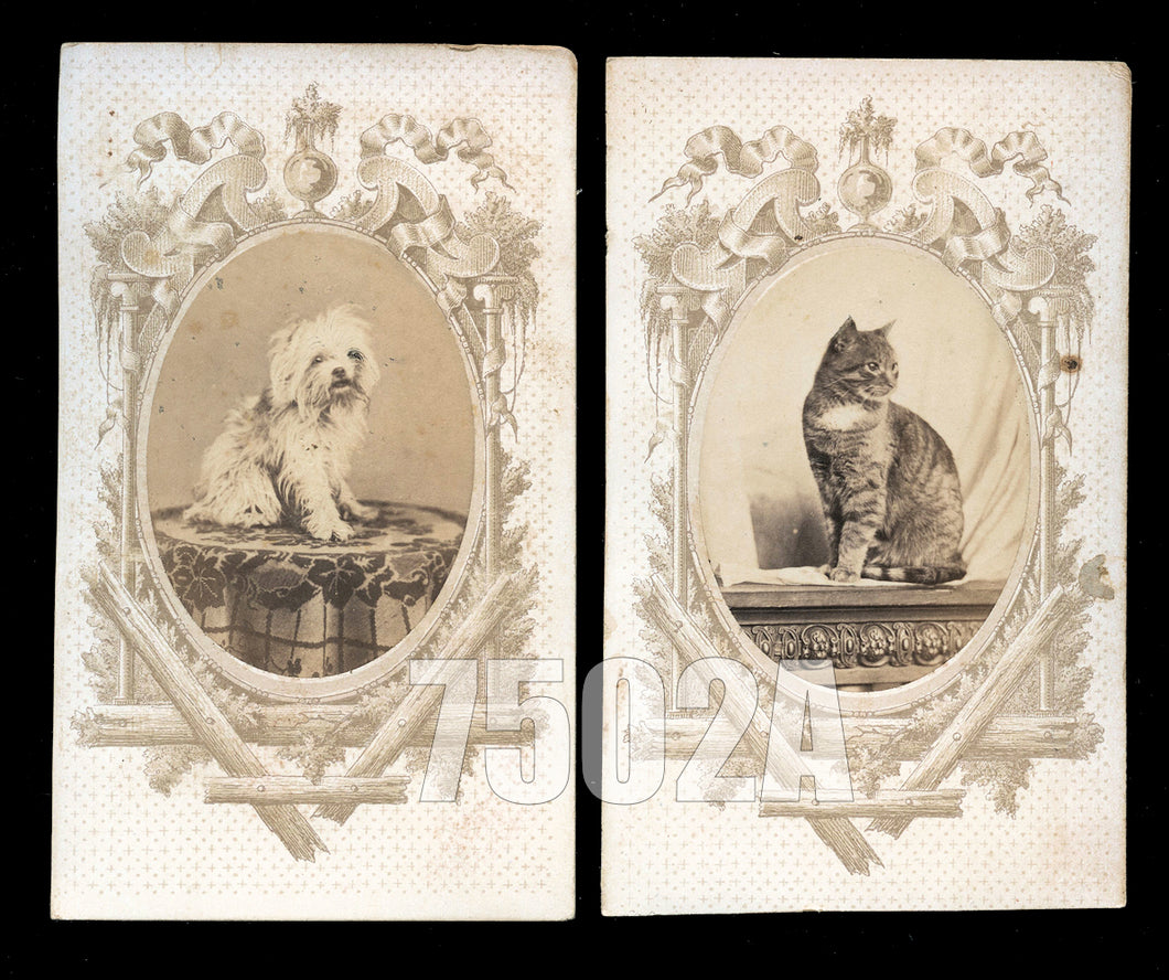 1860s CDV Photo Set Cat & Dog Siblings Antique, 1800s