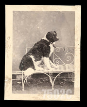 Load image into Gallery viewer, Antique Photo of Posing Dog 1870s Albumen 5x4
