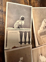 Load image into Gallery viewer, Lot of 6 Antique 1860s Dog CDV Photos
