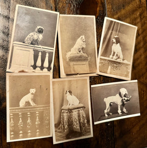 Lot of 6 Antique 1860s Dog CDV Photos