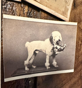 Lot of 6 Antique 1860s Dog CDV Photos