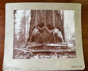 Lot of 5 Rare Antique Logging Photos Sequoia National Forest 1890s