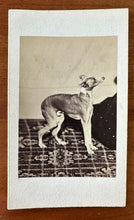 Load image into Gallery viewer, Excellent 1860s CDV Whippet Or Greyhound Dog Antique Photograph 1800s
