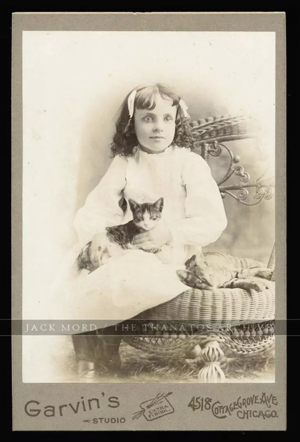 Little Girl Holding TWO Kittens! Chicago Photographer 1890s Cabinet Photo CATS