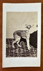Excellent 1860s CDV Whippet Or Greyhound Dog Antique Photograph 1800s