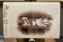 Load image into Gallery viewer, Antique Photo of a Providence Rhode Island Cat 1890s
