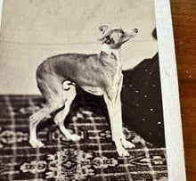 Load image into Gallery viewer, Excellent 1860s CDV Whippet Or Greyhound Dog Antique Photograph 1800s
