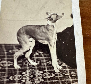 Excellent 1860s CDV Whippet Or Greyhound Dog Antique Photograph 1800s