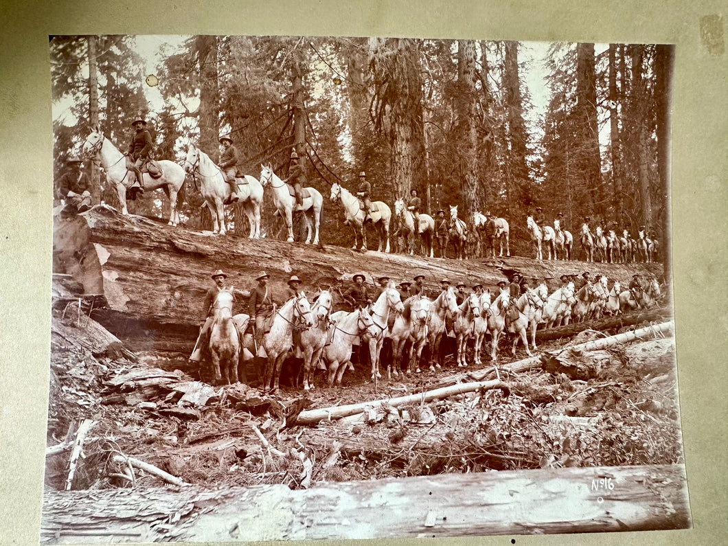 Lot of 5 Rare Antique Logging Photos Sequoia National Forest 1890s