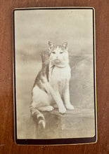 Load image into Gallery viewer, 2 CDV Photos Of The Same Cat 1870s Prob Maine Photographer 1800s Antique Lot
