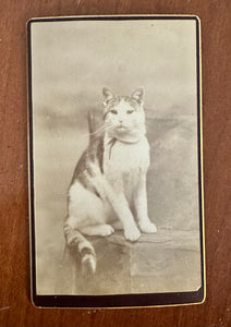 2 CDV Photos Of The Same Cat 1870s Prob Maine Photographer 1800s Antique Lot