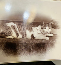 Load image into Gallery viewer, Antique Photo of a Providence Rhode Island Cat 1890s
