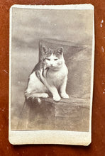 Load image into Gallery viewer, 2 CDV Photos Of The Same Cat 1870s Prob Maine Photographer 1800s Antique Lot
