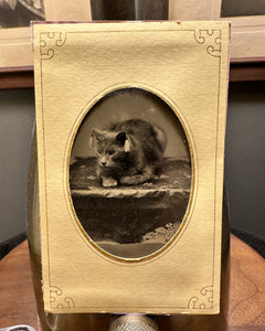 Incredible Antique CAT Tintype - Wearing Earrings?!?!?