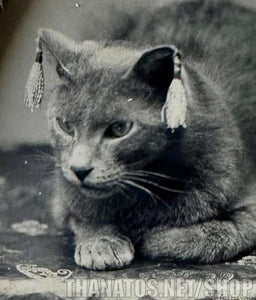 Incredible Antique CAT Tintype - Wearing Earrings?!?!?