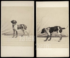 Series of 2 1860s CDV English Springer Spaniel Dog Antique Photograph 1800s