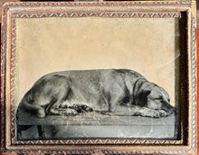 Load image into Gallery viewer, 1/4 Plate Ambrotype Photo of a Sleeping Dog ID&#39;d as Pat - 1850s
