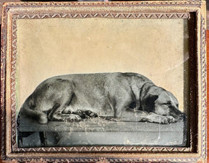 1/4 Plate Ambrotype Photo of a Sleeping Dog ID'd as Pat - 1850s