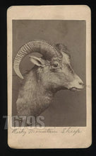 Load image into Gallery viewer, RARE CDV Taxidermy Of Mountain Bighorn Sheep Antique Photo Hunter Custer 1800s
