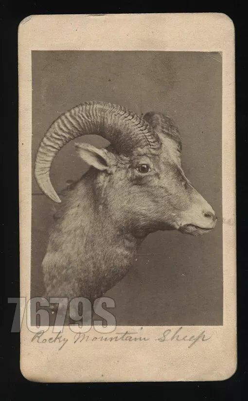 RARE CDV Taxidermy Of Mountain Bighorn Sheep Antique Photo Hunter Custer 1800s
