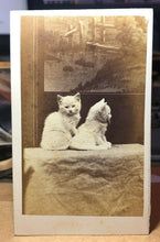 Load image into Gallery viewer, Series of TWO CDVs Same Cute Kittens Cats In Front Of A Painting Antique Photo
