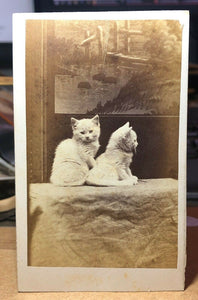 Series of TWO CDVs Same Cute Kittens Cats In Front Of A Painting Antique Photo