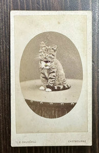 Antique Photo Cute Kitten Tinted Gold Bell - Royal Photographer 1800s CDV Photo