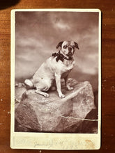Load image into Gallery viewer, PUG DOG CABINET CARD PHOTO SCRANTON PENNSYLVANIA 1890s
