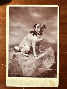 PUG DOG CABINET CARD PHOTO SCRANTON PENNSYLVANIA 1890s