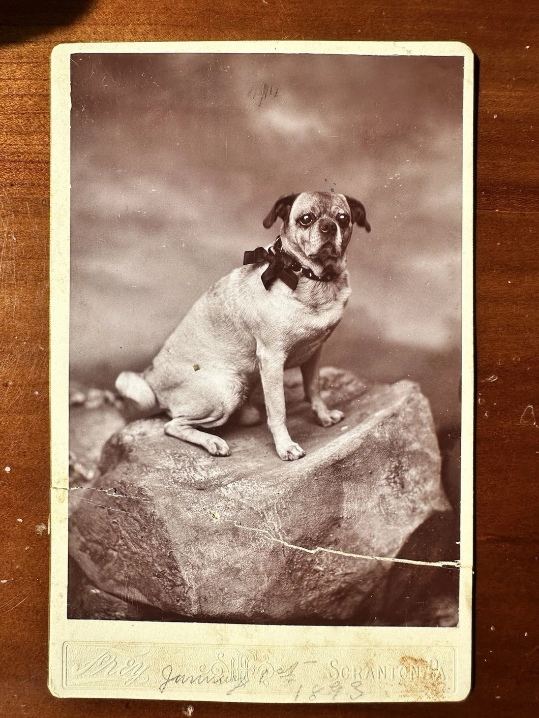 PUG DOG CABINET CARD PHOTO SCRANTON PENNSYLVANIA 1890s