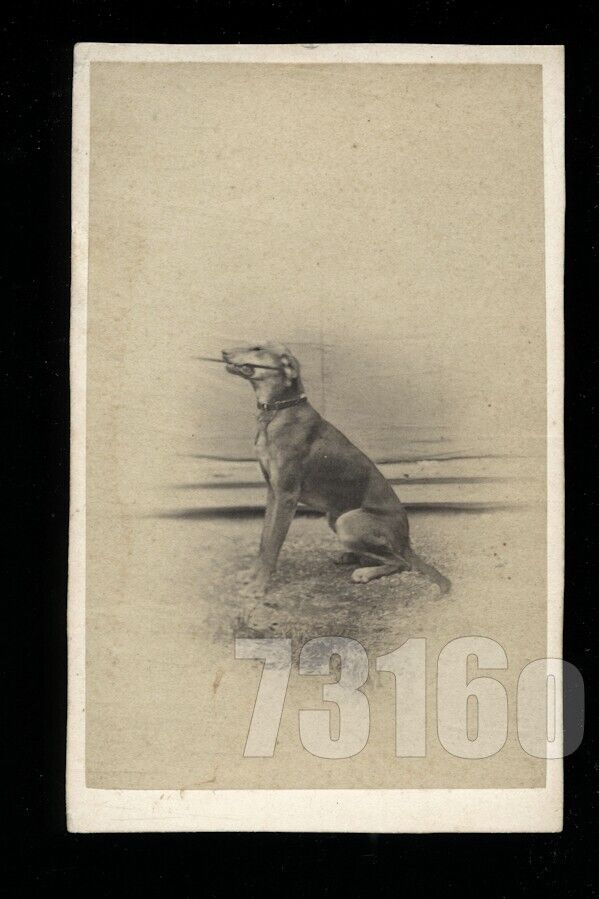 1860s CDV Dog Named FARKAS Holding a Stick