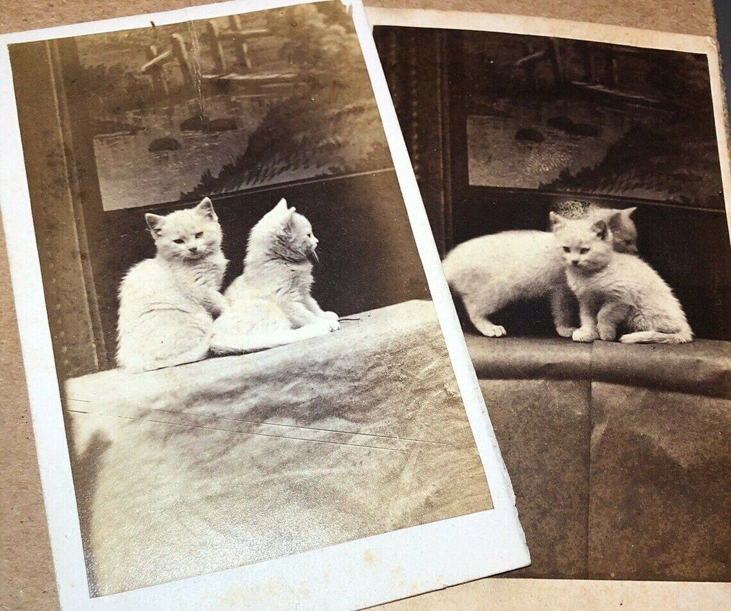 Series of TWO CDVs Same Cute Kittens Cats In Front Of A Painting Antique Photo