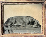 1/4 Plate Ambrotype Photo of a Big Sleeping Dog ID'd as Pat - 1850s