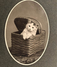 Load image into Gallery viewer, Antique Circa 1900 Cat / Kitten Cabinet Photo
