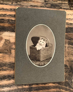 Antique Circa 1900 Cat / Kitten Cabinet Photo