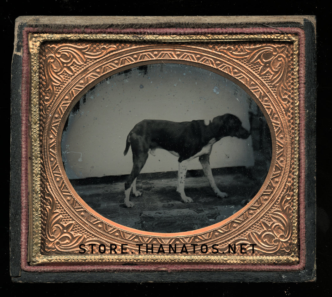 1/6 Plate Ambrotype Photo of a Standing Dog - Great Antique Image, Late 1850s!