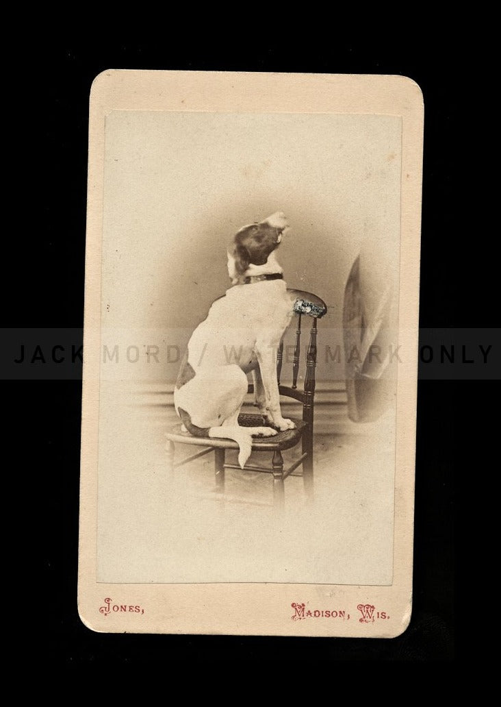 antique 19th century cdv photo of a cute spaniel dog on chair / wisconsin 1800s