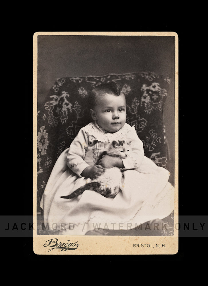 1880s 1890s Photo Little Boy Holding Cute Kitten or Cat / Bristol New Hampshire
