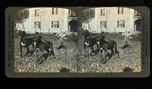 Antique 3D Photo Stereoview Boy & Two BIG Great Dane DOGS - Rare One?