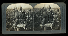 Load image into Gallery viewer, African American Field Workers Picking Cotton Mississippi 1899 - Black Americana Photo
