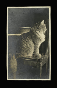 TWO Beautiful Vintage Antique CAT Snapshot Photos - Piano Bench, Window Light, Mouse Toy