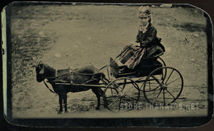 1870s Tintype Girl in Tinted Pink Dress Being Pulled by Black Goat! 6212