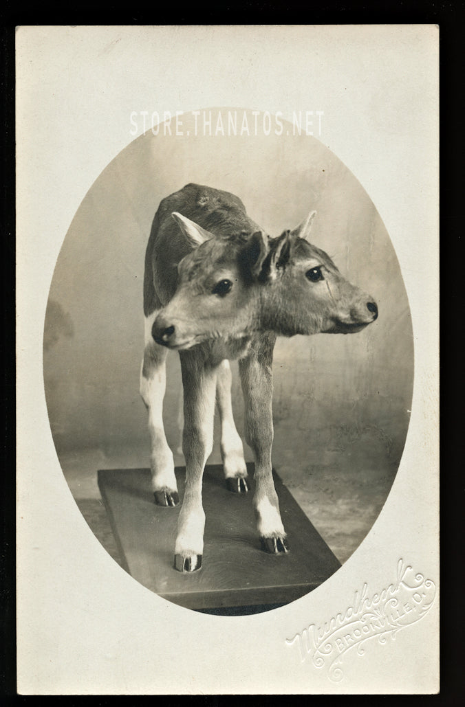 Freak Calf - Antique Taxidermy / Oddities Photo