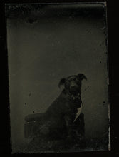 Load image into Gallery viewer, Miniature Gem Tintype Photo Cute Little Dog In Chair 1860s 1870s
