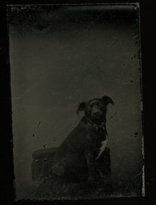Miniature Gem Tintype Photo Cute Little Dog In Chair 1860s 1870s
