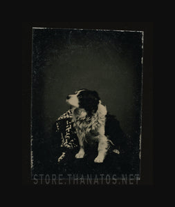 Miniature Tintype of a Dog! Antique 1870s Photo